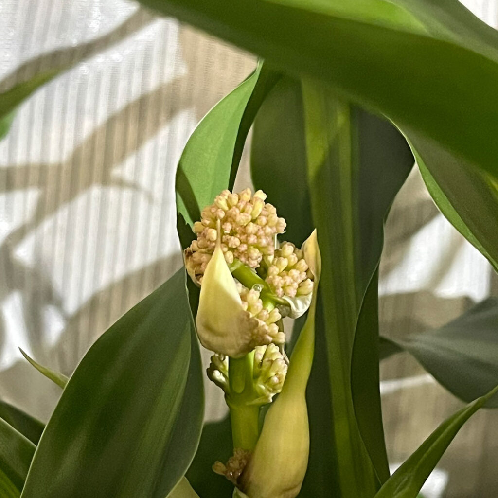 ドラセナ　花の蕾1