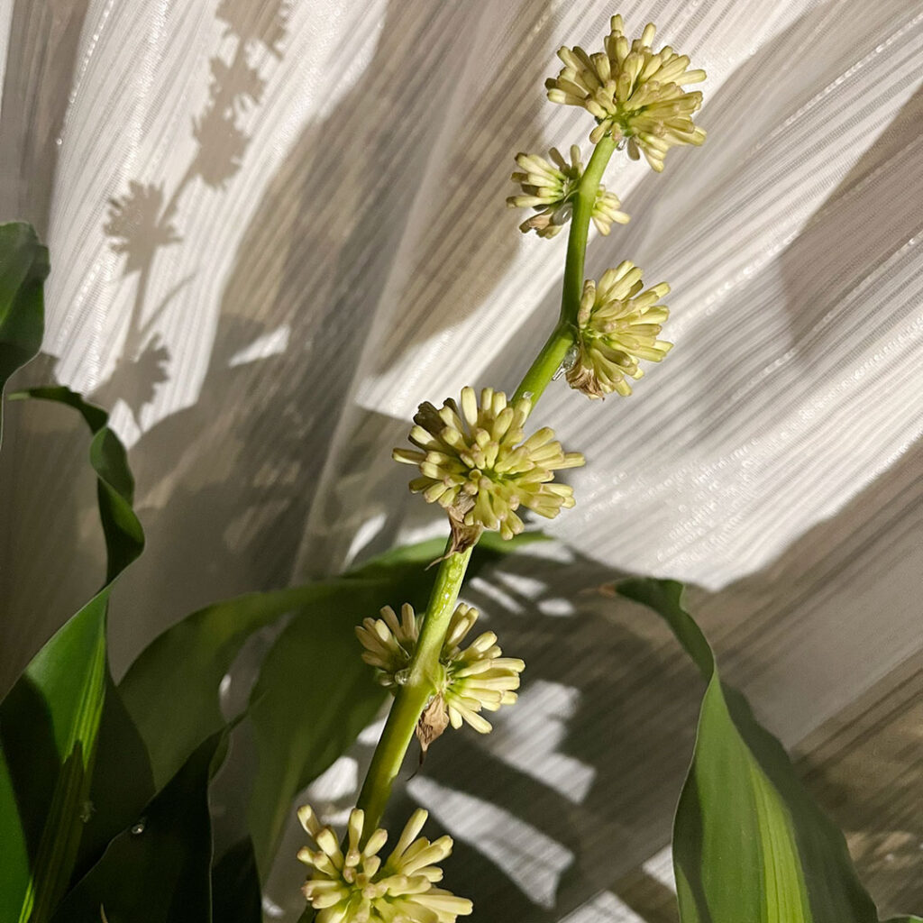 ドラセナ　花の蕾2