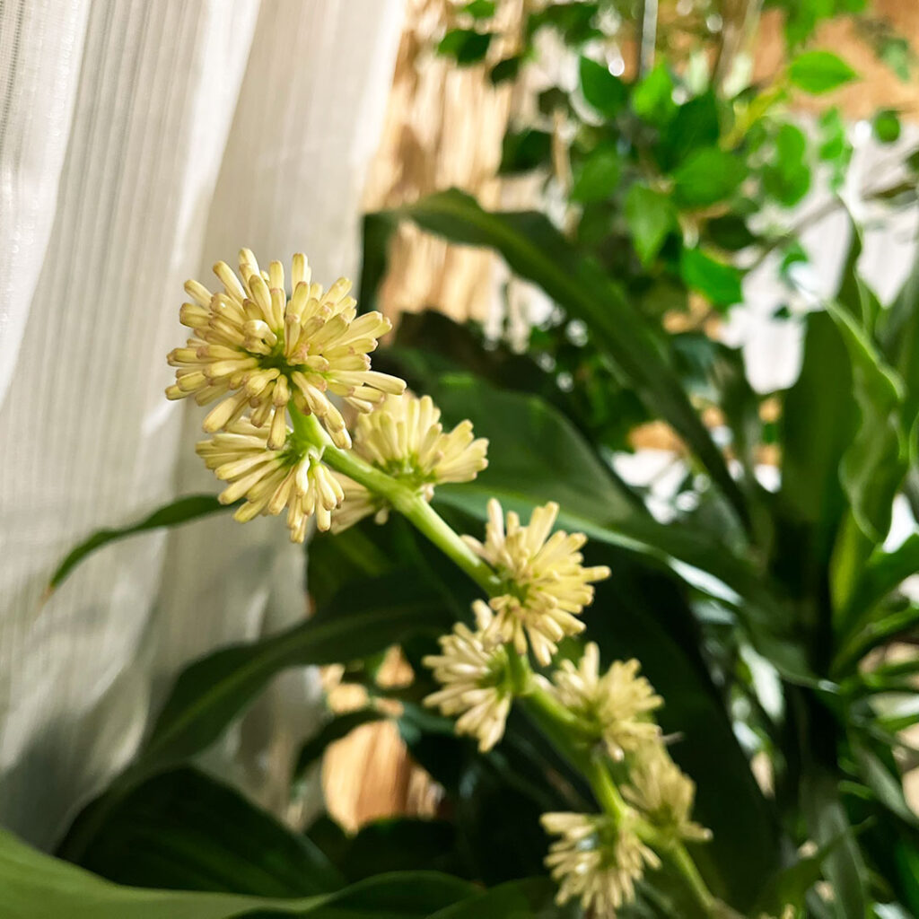 ドラセナ　花の蕾3