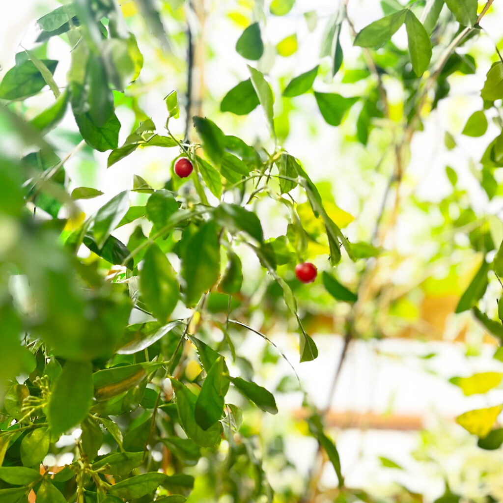 シルクジャスミン