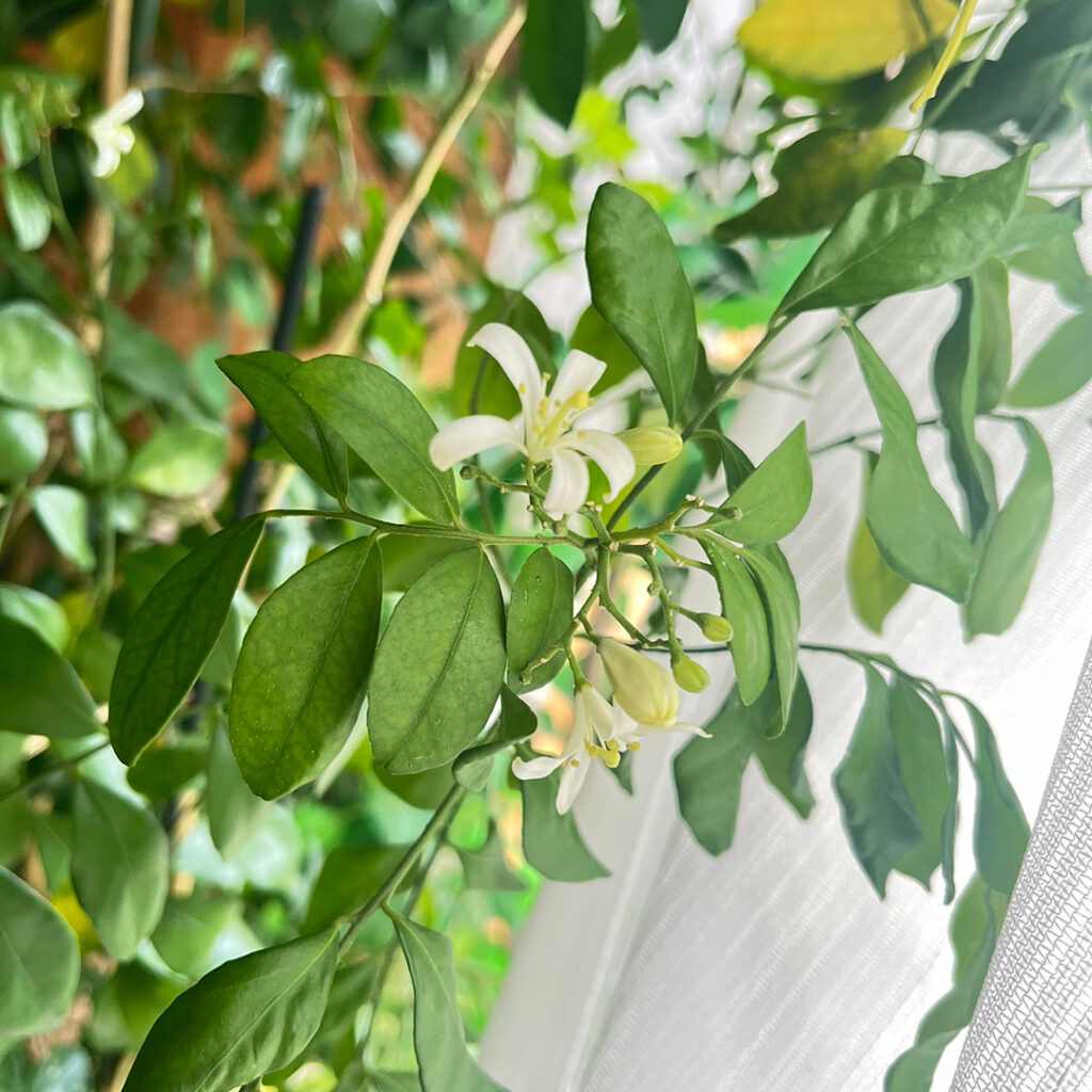 シルクジャスミン