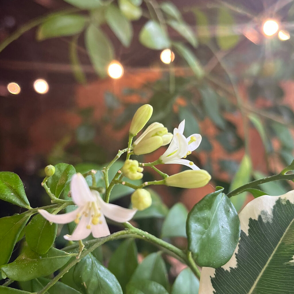 シルクジャスミン