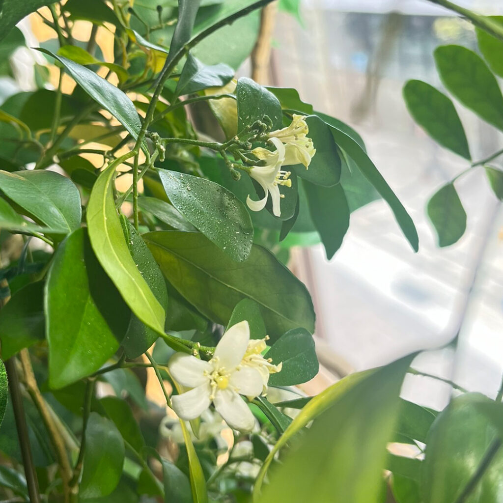 シルクジャスミン